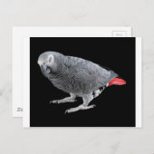 "Afrikaanse grijs" Briefkaart (Voorkant / Achterkant)