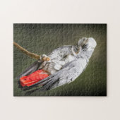 Afrikaanse grijs legpuzzel (Horizontaal)