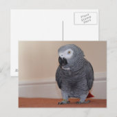 Afrikaanse grijze Briefkaart (Voorkant / Achterkant)