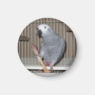 Afrikaanse grijze papegaai die een kippenbot eet magneet