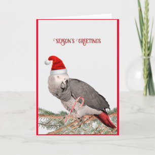 Afrikaanse Grijze Papegaai Kerstkaart Feestdagen Kaart