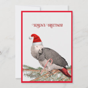 Afrikaanse Grijze Papegaai Plat Kerstkaart
