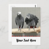 Afrikaanse grijze papegaai, postkruising briefkaart (Voorkant / Achterkant)