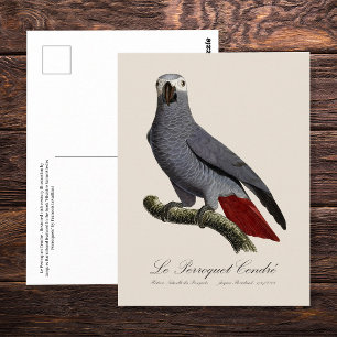 Afrikaanse grijze roodstaartpapegaai, Psittacus er Briefkaart