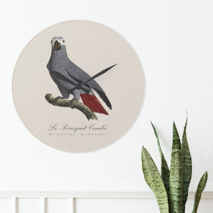 Afrikaanse grijze roodstaartpapegaai, Psittacus er Grote Klok