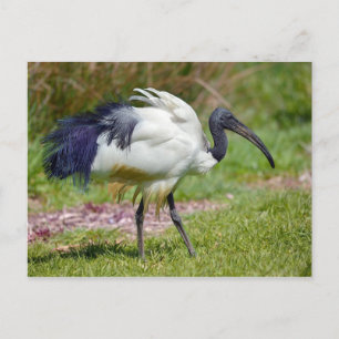 Afrikaanse heilige ibis op gras briefkaart