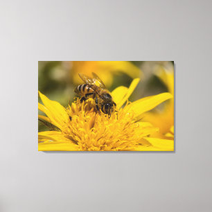 Afrikaanse honingbij met stuifmeiszakken die voedi canvas afdruk