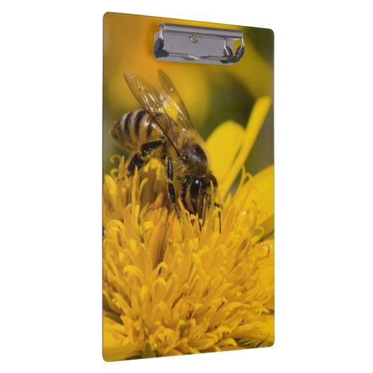Afrikaanse honingbijen met stuifmeelvoeding klembord (Rechts)
