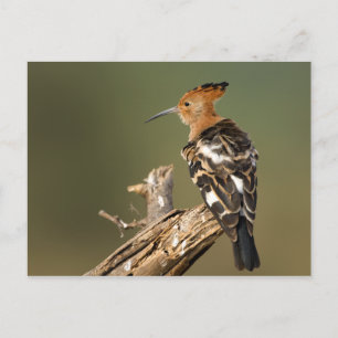 Afrikaanse Hoopoe Briefkaart