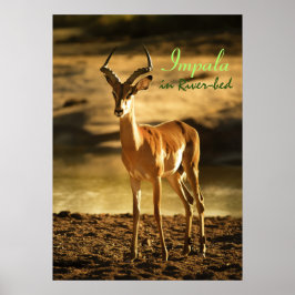 Afrikaanse impala in de rivierbedding poster