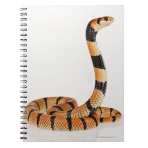 Afrikaanse koraalslang (Aspidelaps lubricus) Notitieboek
