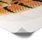 Afrikaanse koraalslang (Aspidelaps lubricus) Poster (Hoek)