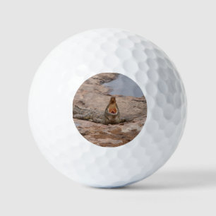 Afrikaanse krokodil - Masai-rivier Golfballen