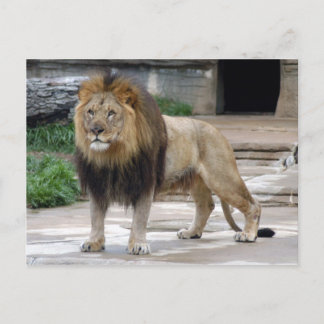 afrikaanse leeuw4x6 briefkaart