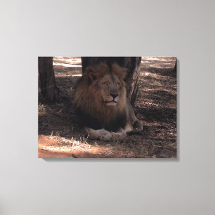 AFRIKAANSE LEEUW Grote Vijf Kat Wildlife Fotoprint Canvas Afdruk