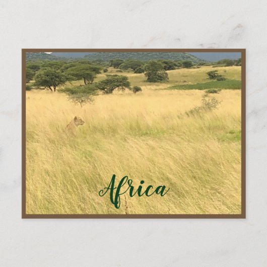 Afrikaanse leeuw in Kenia Afrika Briefkaart (Voorkant)