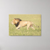 Afrikaanse leeuw in Savanna-platte canvas (Voorkant)