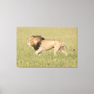 Afrikaanse leeuw in Savanna-platte canvas Afdruk