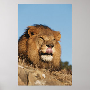 Afrikaanse leeuw (Panthera Leo), Afrikaanse savann Poster