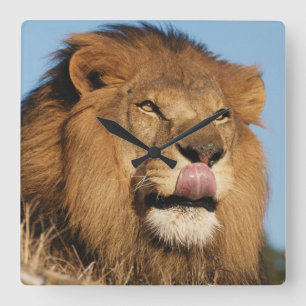 Afrikaanse Leeuw (Panthera Leo), Afrikaanse savann Vierkante Klok