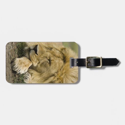 Afrikaanse leeuw, Panthera leo, in slaap gevallen Bagagelabel (Voorkant horizontaal)