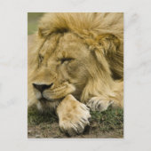 Afrikaanse leeuw, Panthera leo, in slaap gevallen Briefkaart (Voorkant)