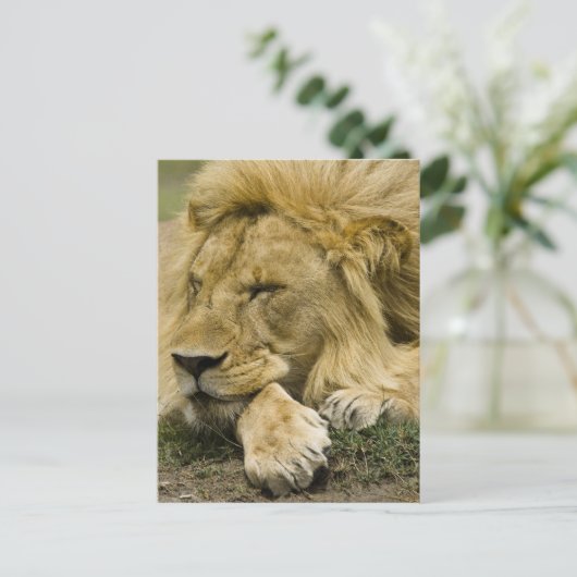 Afrikaanse leeuw, Panthera leo, in slaap gevallen Briefkaart (Staand voorkant)