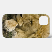 Afrikaanse leeuw, Panthera leo, in slaap gevallen Case-Mate iPhone Case (Achterkant (horizontaal))