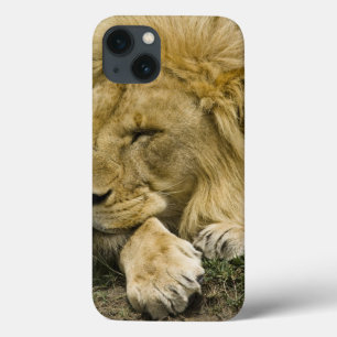 Afrikaanse leeuw, Panthera leo, in slaap gevallen iPhone 13 Hoesje