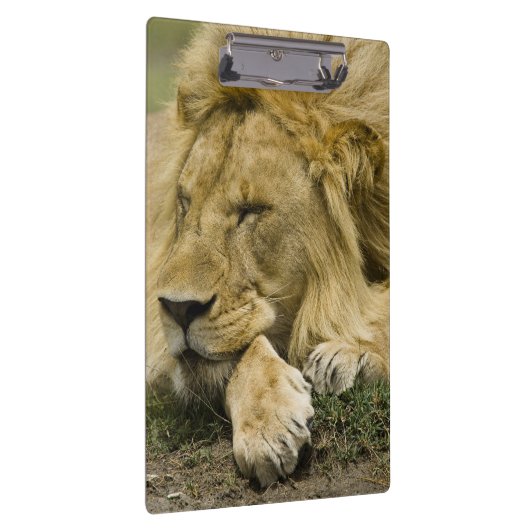 Afrikaanse leeuw, Panthera leo, in slaap gevallen Klembord (Rechts)