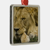 Afrikaanse leeuw, Panthera leo, in slaap gevallen Metalen Ornament (Rechts)