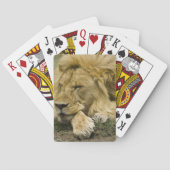 Afrikaanse leeuw, Panthera leo, in slaap gevallen Pokerkaarten (Achterkant)