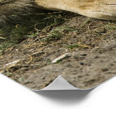 Afrikaanse leeuw, Panthera leo, in slaap gevallen Poster (Hoek)