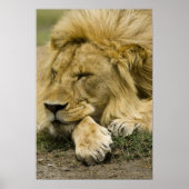Afrikaanse leeuw, Panthera leo, in slaap gevallen Poster (Voorkant)