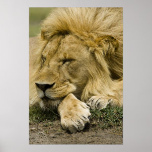 Afrikaanse leeuw, Panthera leo, in slaap gevallen Poster