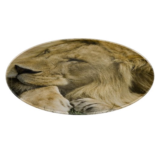 Afrikaanse leeuw, Panthera leo, in slaap gevallen Snijplank (Hoek)