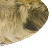 Afrikaanse leeuw, Panthera leo, in slaap gevallen Snijplank (Hoek)