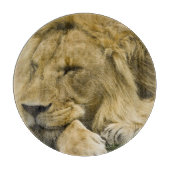 Afrikaanse leeuw, Panthera leo, in slaap gevallen Snijplank (Voorkant)