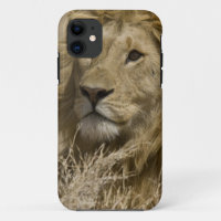 Afrikaanse Leeuw, Panthera leo, Portret van een