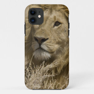 Afrikaanse Leeuw, Panthera leo, Portret van een iPhone 11 Hoesje