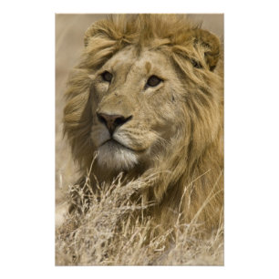 Afrikaanse Leeuw, Panthera leo, Portret van een Foto Afdruk