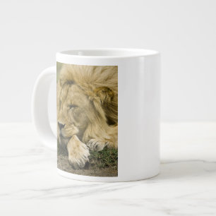 Afrikaanse Leeuw, Panthera leo, slapend liggend Extra Grote Beker