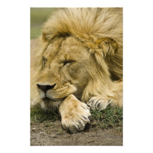 Afrikaanse Leeuw, Panthera leo, slapend liggend Foto Afdruk