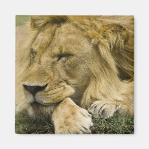Afrikaanse Leeuw, Panthera leo, slapend liggend Magneet