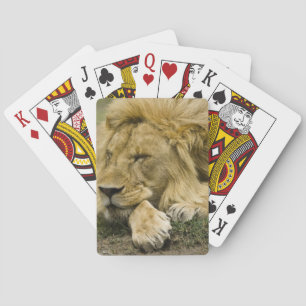 Afrikaanse Leeuw, Panthera leo, slapend liggend Pokerkaarten