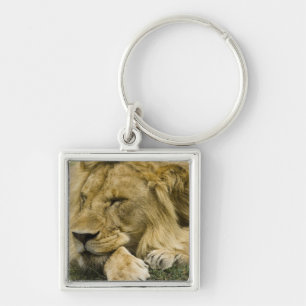 Afrikaanse Leeuw, Panthera leo, slapend liggend Sleutelhanger