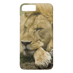 Afrikaanse Leeuw, Panthera leo, slapend op de gron iPhone 8 Plus / 7 Plus Hoesje