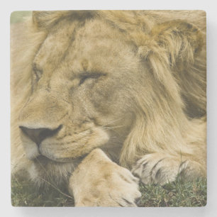 Afrikaanse Leeuw, Panthera leo, slapend op de gron Stenen Onderzetter