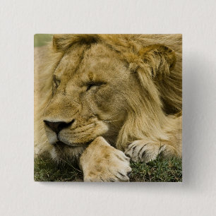 Afrikaanse Leeuw, Panthera leo, slapend op de gron Vierkante Button 5,1 Cm