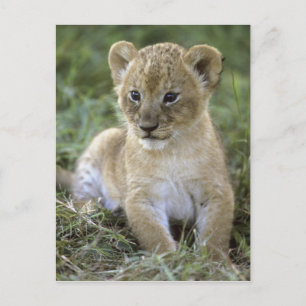Afrikaanse leeuw, Panthera leo), Tanzania, Briefkaart